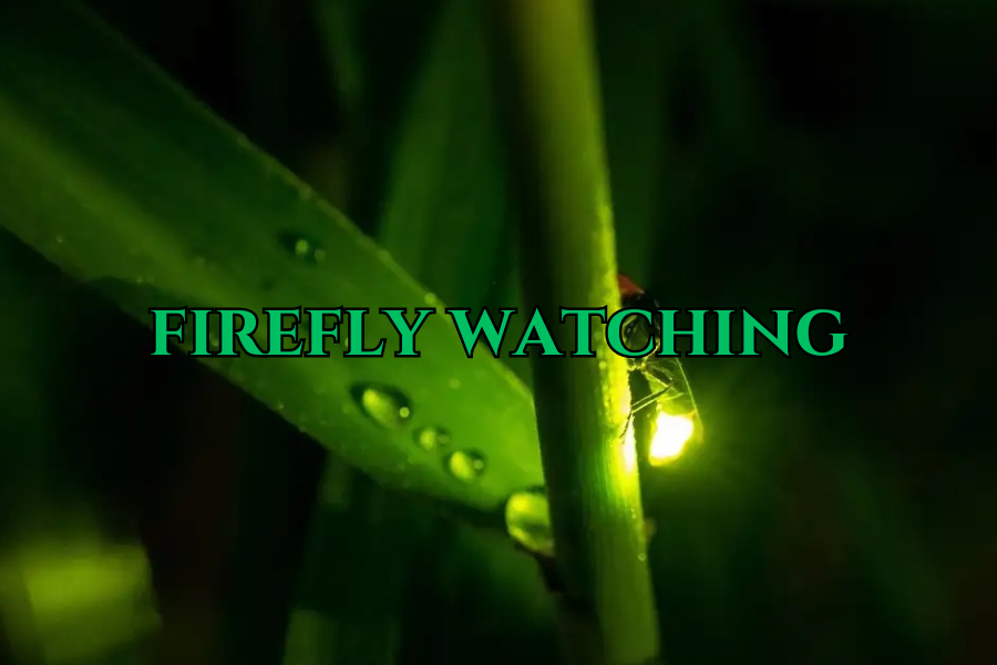 Abatan Firefly Watching